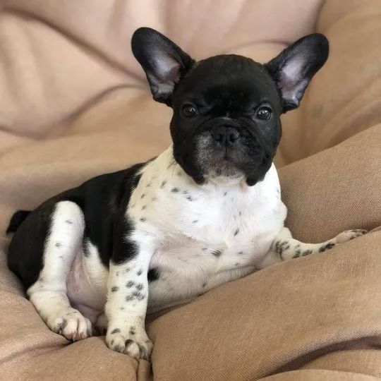 Zarejestrowane szczenięta buldoga francuskiego do adopcji (burdentom022@gmail.com