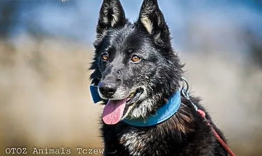 OTOZ Animals - Foka - cudna sunia mini owczarek dl