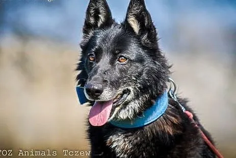 OTOZ Animals - Foka - cudna sunia mini owczarek dl