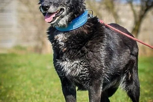 OTOZ Animals - Foka - cudna sunia mini owczarek dl