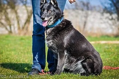 OTOZ Animals - Foka - cudna sunia mini owczarek dl
