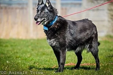 OTOZ Animals - Foka - cudna sunia mini owczarek dl