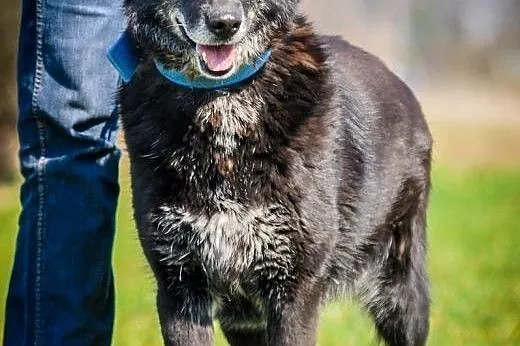 OTOZ Animals - Foka - cudna sunia mini owczarek dl