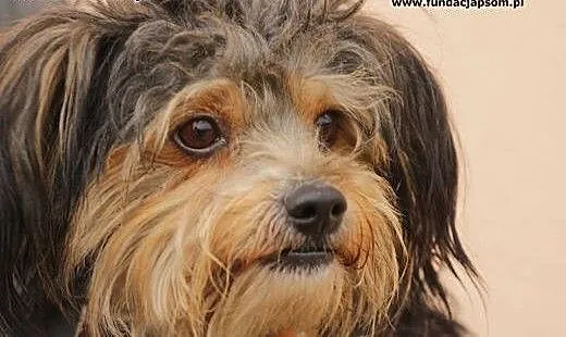 Miki - mały psiak do adopcji, mazowieckie Nowy Dw
