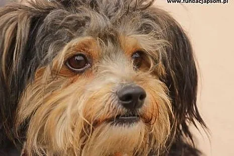 Miki - mały psiak do adopcji,  mazowieckie Nowy Dw