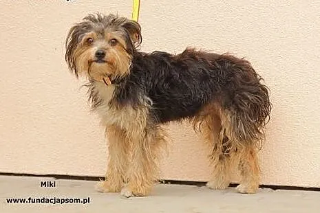 Miki - mały psiak do adopcji,  mazowieckie Nowy Dw