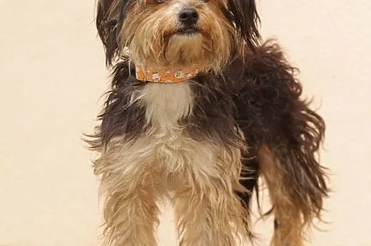 Miki - mały psiak do adopcji,  mazowieckie Nowy Dw