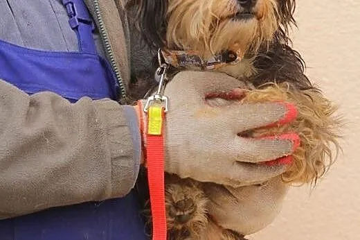 Miki - mały psiak do adopcji,  mazowieckie Nowy Dw