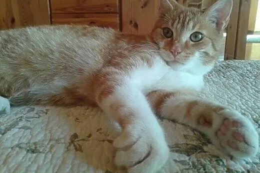 Rudszy - ok. 7 miesięczny piękny rudy kot d adopcj
