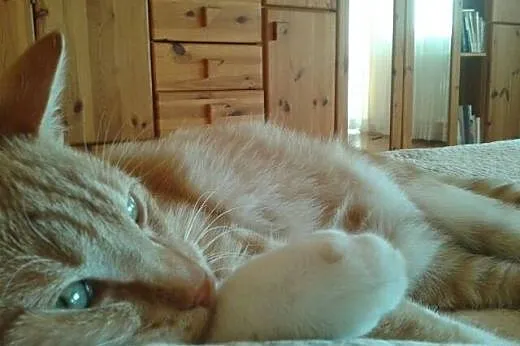 Rudszy - ok. 7 miesięczny piękny rudy kot d adopcj