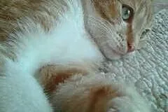 Rudszy - ok. 7 miesięczny piękny rudy kot d adopcj