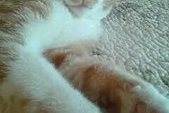 Rudszy - ok. 7 miesięczny piękny rudy kot d adopcj