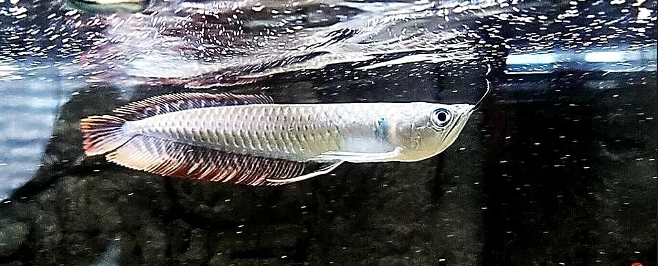 Arowana srebrna - Osteoglossum bicirrhosum - WYSYŁKA, Pomorskie, Gdańsk