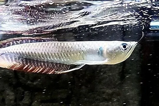 Arowana srebrna - Osteoglossum bicirrhosum - WYSYŁKA, Pomorskie, Gdańsk