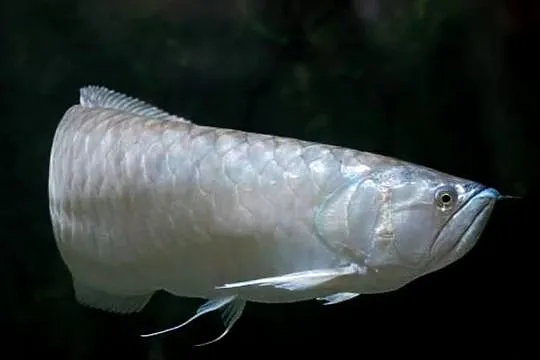 Arowana srebrna - Osteoglossum bicirrhosum - WYSYŁKA, Pomorskie, Gdańsk