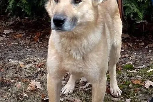 Zeus dwuletni przyjazny psiak,  mazowieckie Ciecha