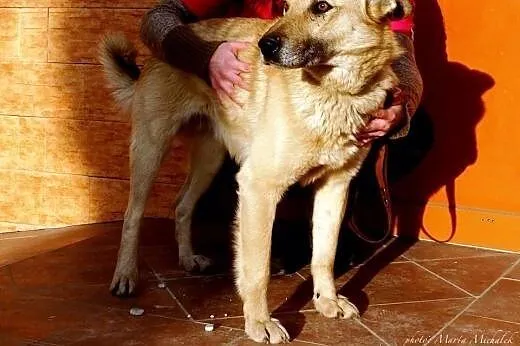 Zeus dwuletni przyjazny psiak,  mazowieckie Ciecha