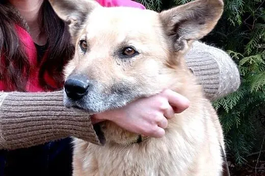 Zeus dwuletni przyjazny psiak,  mazowieckie Ciecha