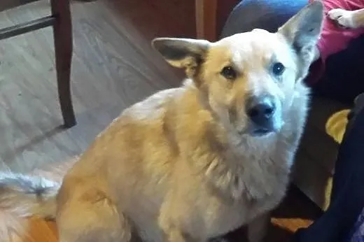 Zeus dwuletni przyjazny psiak,  mazowieckie Ciecha