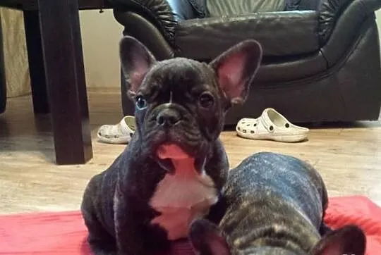 Buldog Francuski - Szczeniaczki