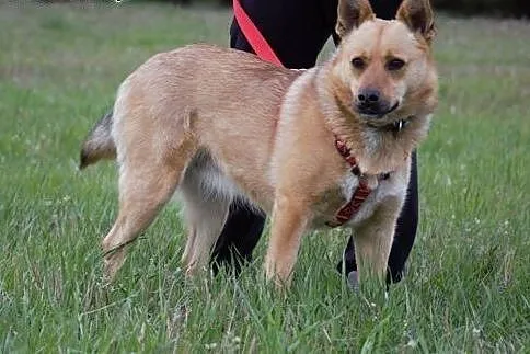 Mądra Astra poleca się do adopcji,  mazowieckie Warszawa, Mazowieckie, Warszawa