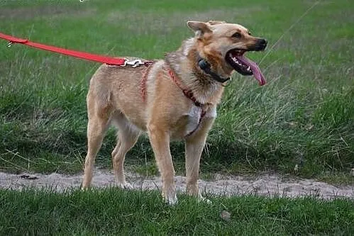 Mądra Astra poleca się do adopcji,  mazowieckie Warszawa, Mazowieckie, Warszawa