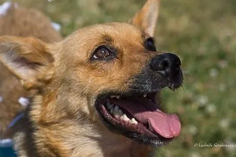Mądra Astra poleca się do adopcji,  mazowieckie Warszawa, Mazowieckie, Warszawa