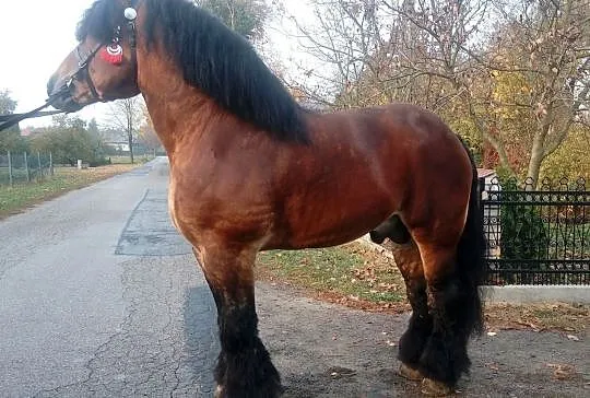 Stanówka ogierem zimnokrwistym 84pkt.(możliwość sprzedaży)
