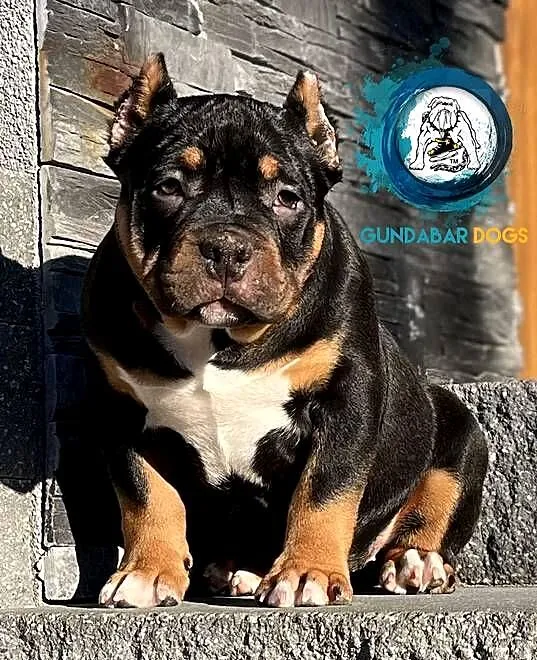 American Bully pocket ABKC Gundabar Dogs 6 500 zł, Wielkopolskie, Koło
