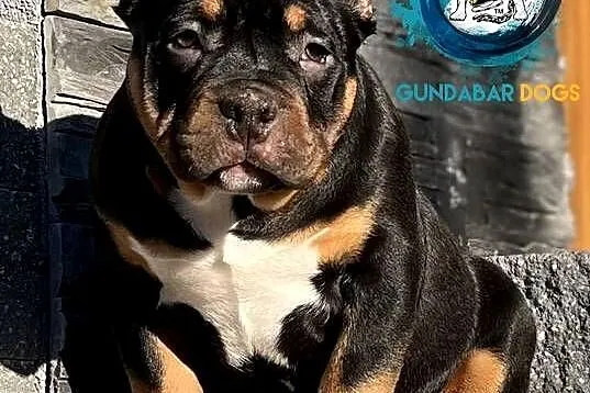 American Bully pocket ABKC Gundabar Dogs 6 500 zł, Wielkopolskie, Koło