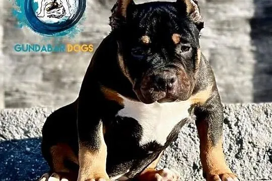 American Bully pocket ABKC Gundabar Dogs 6 500 zł, Wielkopolskie, Koło