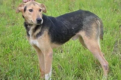 Mambo Młody prztulaśny psiak szuka kochającego domku,  Kundelki cała Polska