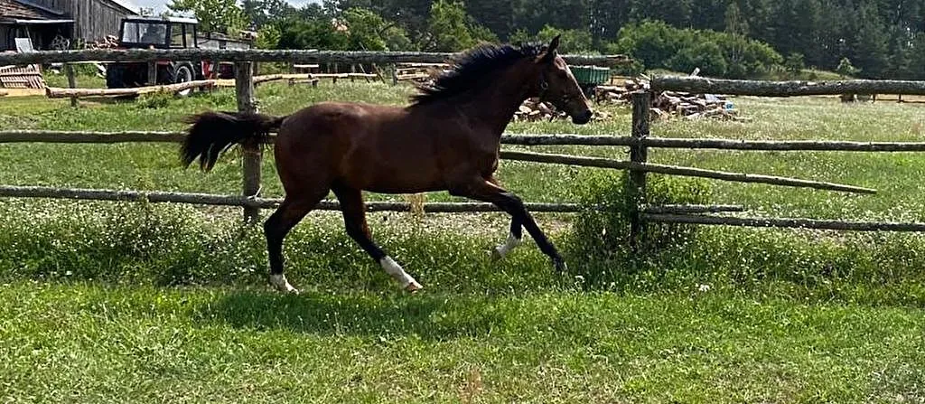 Ogierek 2020 Quentin Z x Del Cor AES, ,