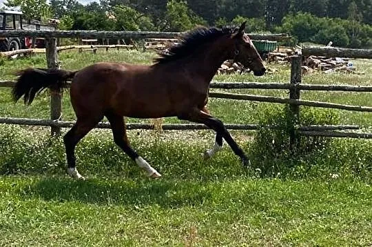 Ogierek 2020 Quentin Z x Del Cor AES, , 