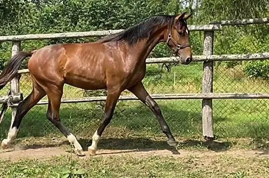 Ogierek 2020 Quentin Z x Del Cor AES, , 