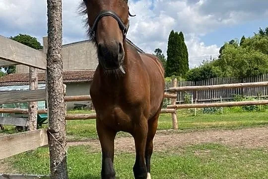 Ogierek 2020 Quentin Z x Del Cor AES, , 