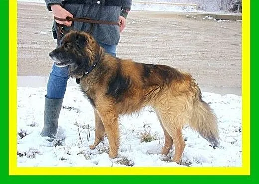 14kg,średnio aktywny,czujny,łagodny,pies VIKO, do