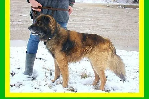 14kg,średnio aktywny,czujny,łagodny,pies VIKO,  do