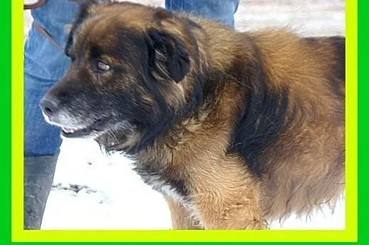14kg,średnio aktywny,czujny,łagodny,pies VIKO,  do