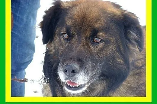 14kg,średnio aktywny,czujny,łagodny,pies VIKO,  do