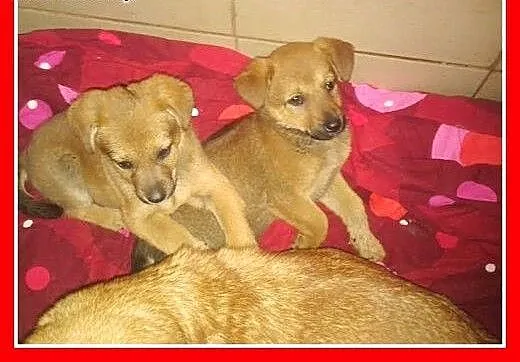 Szczeniaczki,piesek i suczka,małe,szczepione.ADOPC