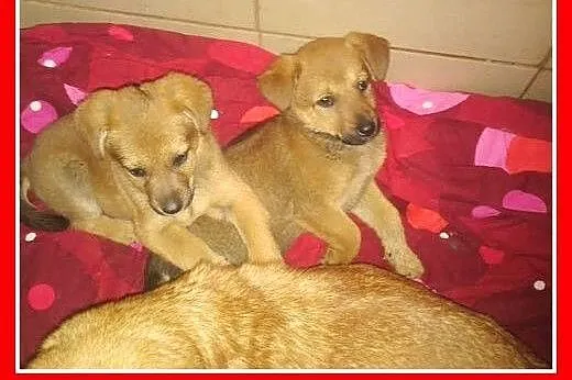 Szczeniaczki,piesek i suczka,małe,szczepione.ADOPC