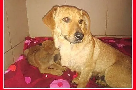 Szczeniaczki,piesek i suczka,małe,szczepione.ADOPC