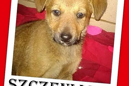 Szczeniaczki,piesek i suczka,małe,szczepione.ADOPC