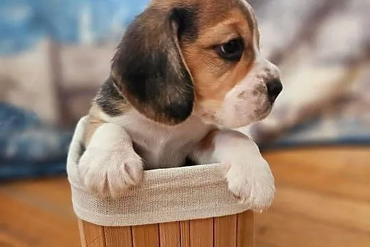 Beagle szczenięta po championie