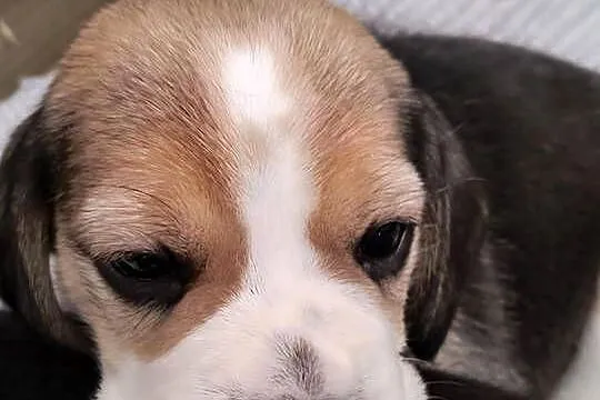 Beagle szczenięta po championie, Mazowieckie, Mińsk Mazowiecki
