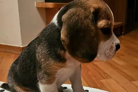 Beagle szczenięta po championie, Mazowieckie, Mińsk Mazowiecki