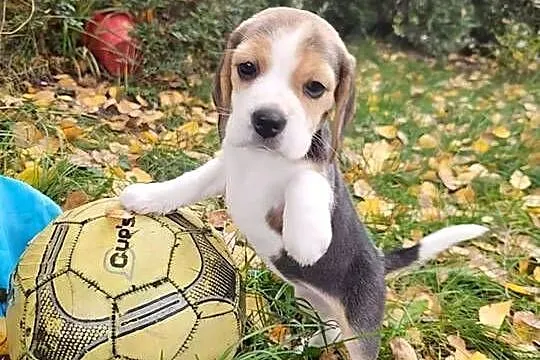 Beagle szczenięta po championie, Mazowieckie, Mińsk Mazowiecki