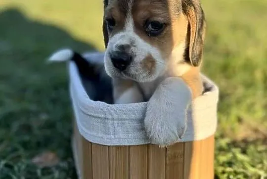Beagle szczenięta po championie, Mazowieckie, Mińsk Mazowiecki