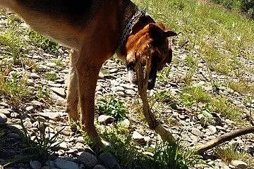 Borys-2 letni , piękny pies do adopcji_